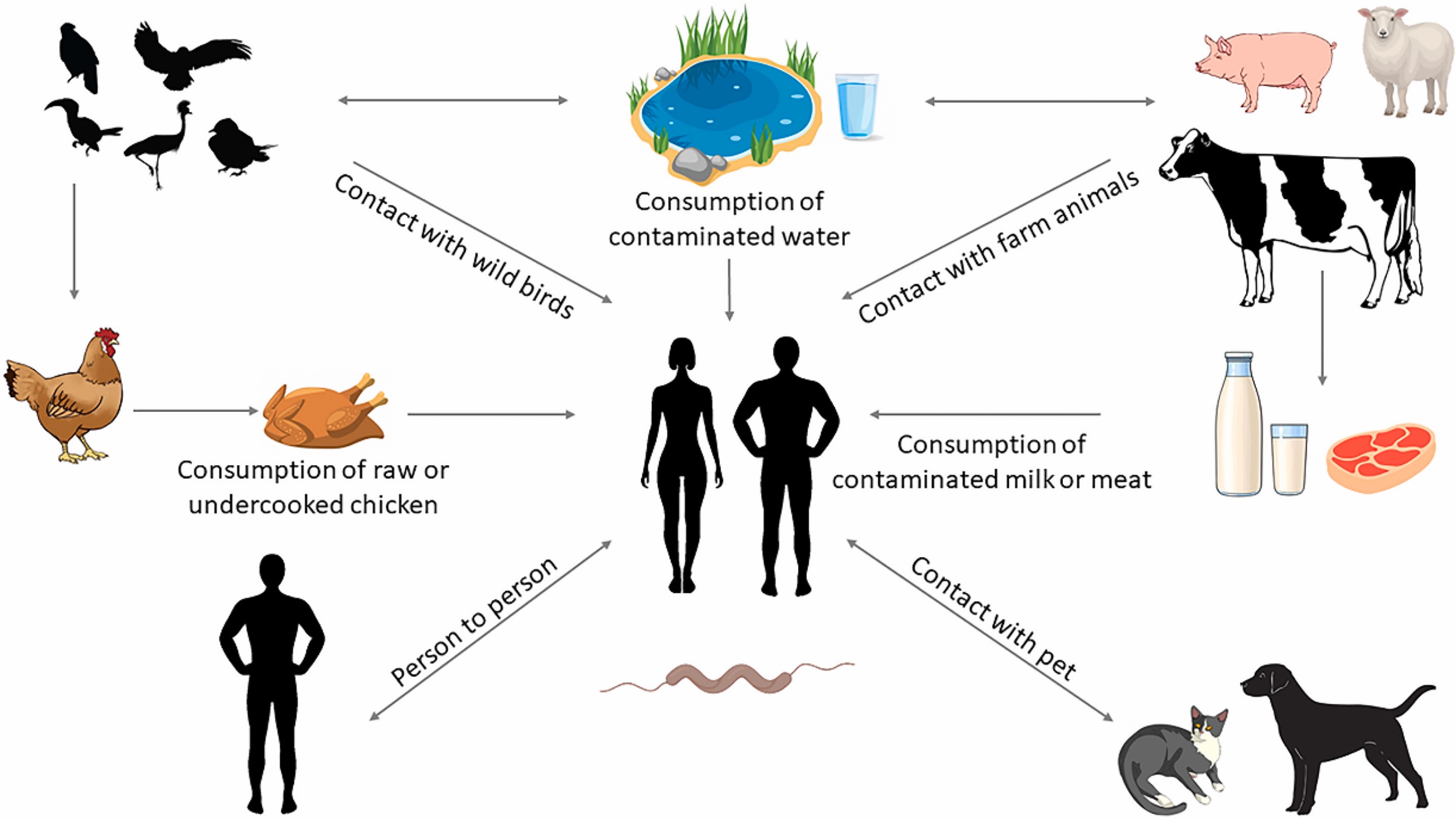 Campylobacter and Human Health: A Retrospective Analysis